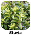 Stevia